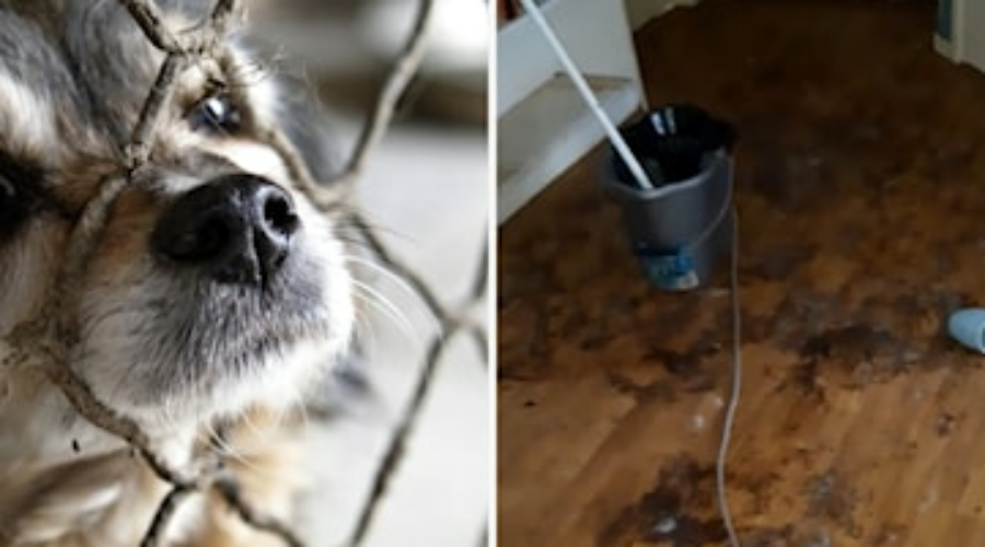 Inspectors warn animals may suffer as abuse complaints reach record levels
