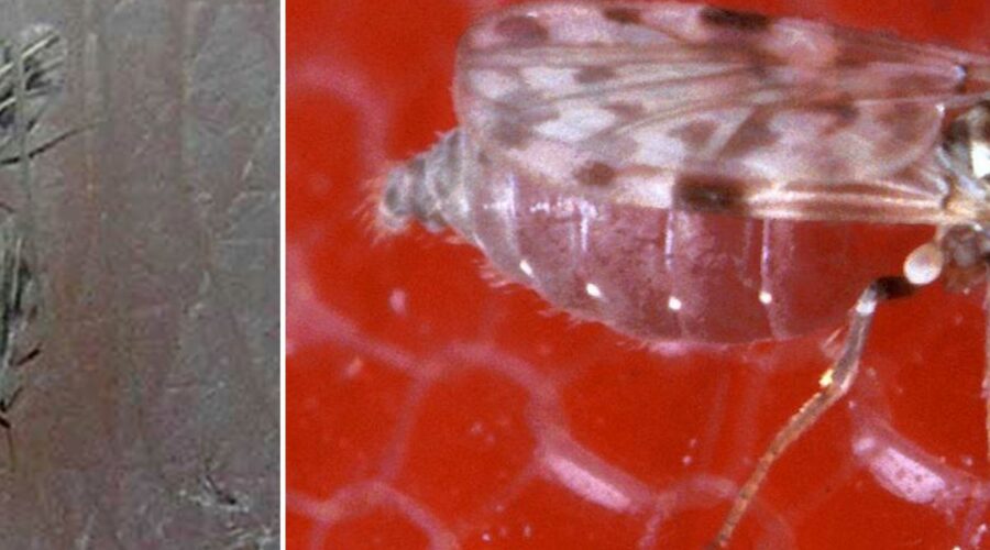 Nytt virus sprids i Europa – man död i Frankrike