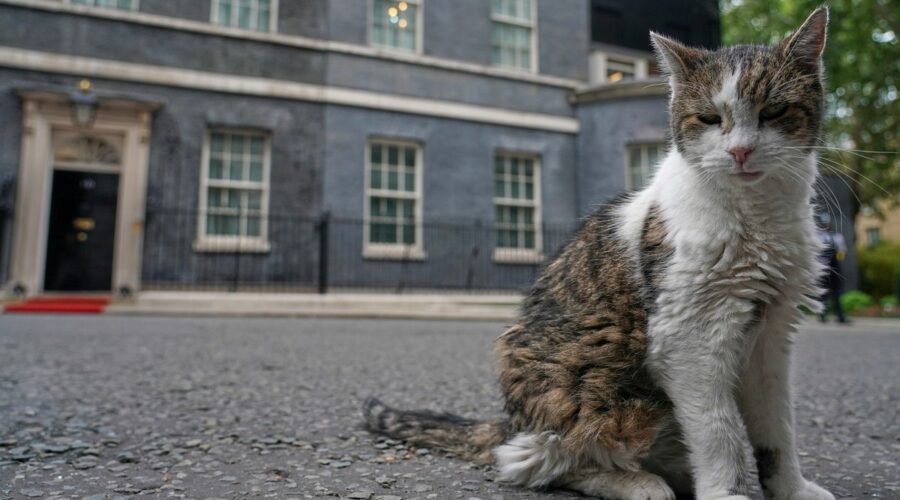 ”Larry the cat” åter i tjänst efter operation
